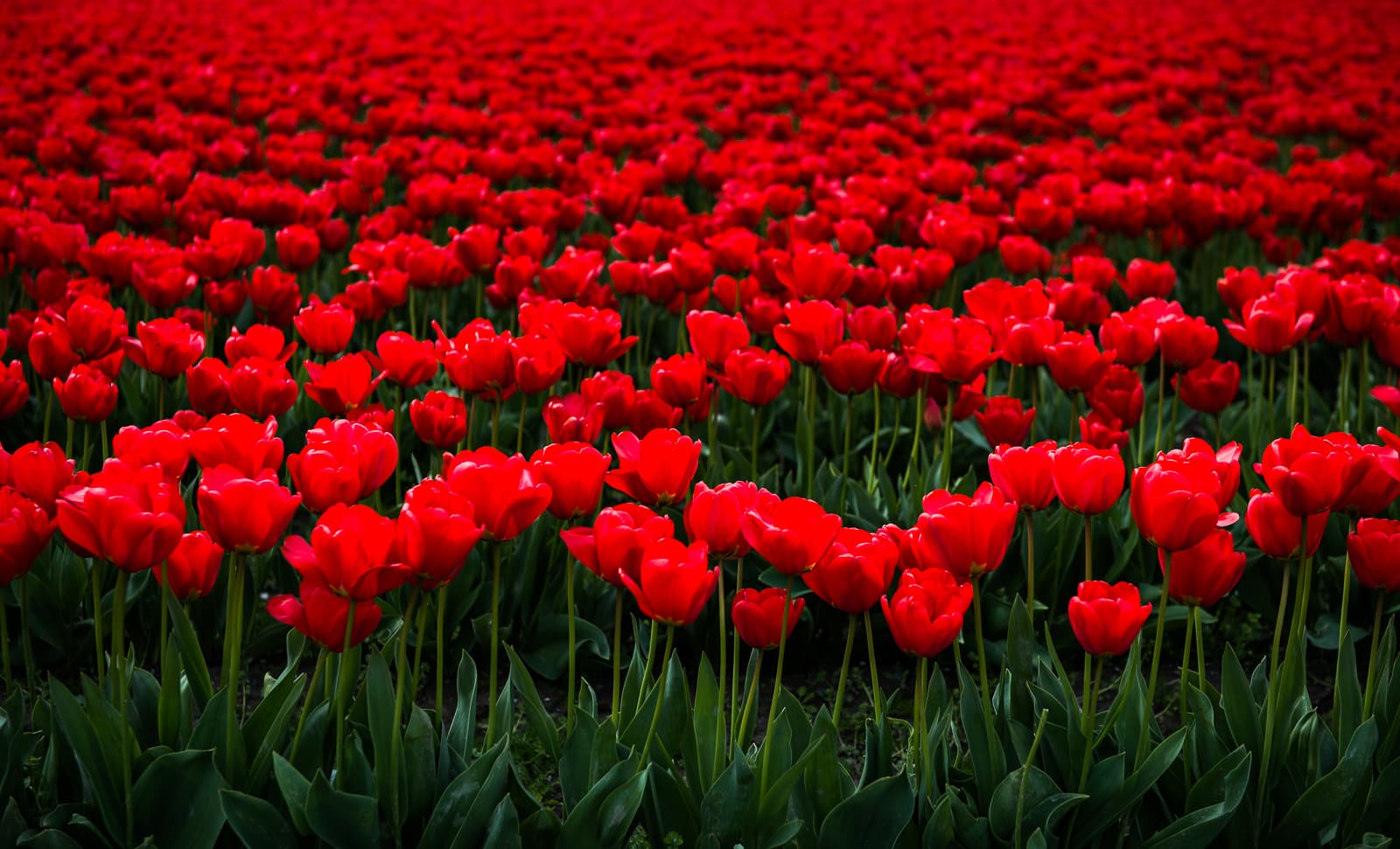Photograph by Howard Ignatius